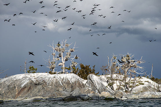 Cormorant island